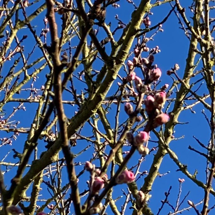 Knospen01