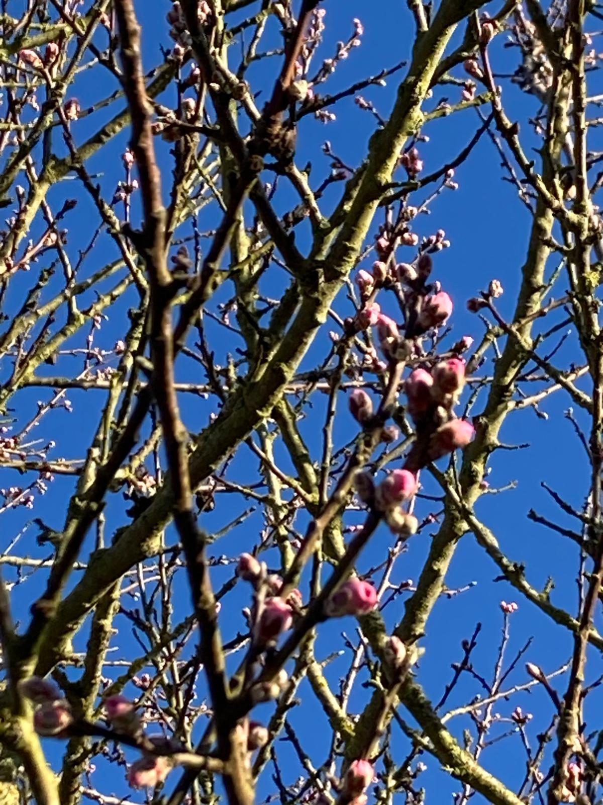 Knospen01